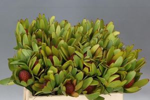 LEUCADENDRON ROSETTE 50